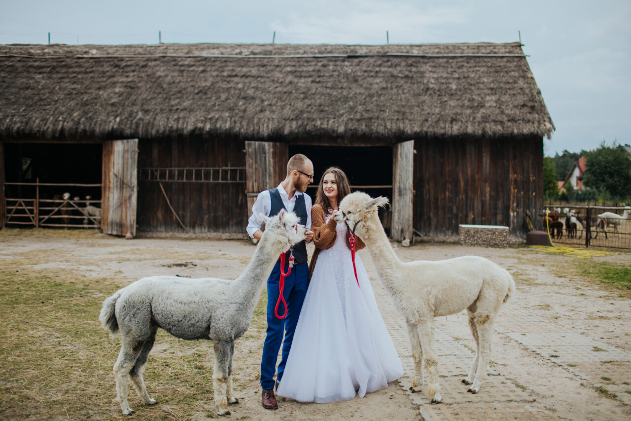 la novia y el novio sostienen dos alpacas y se miran